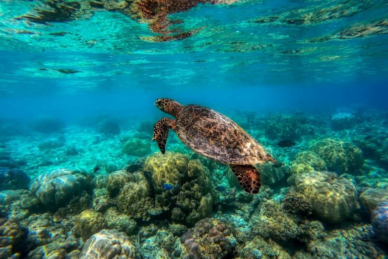 voyage aux Maldives.